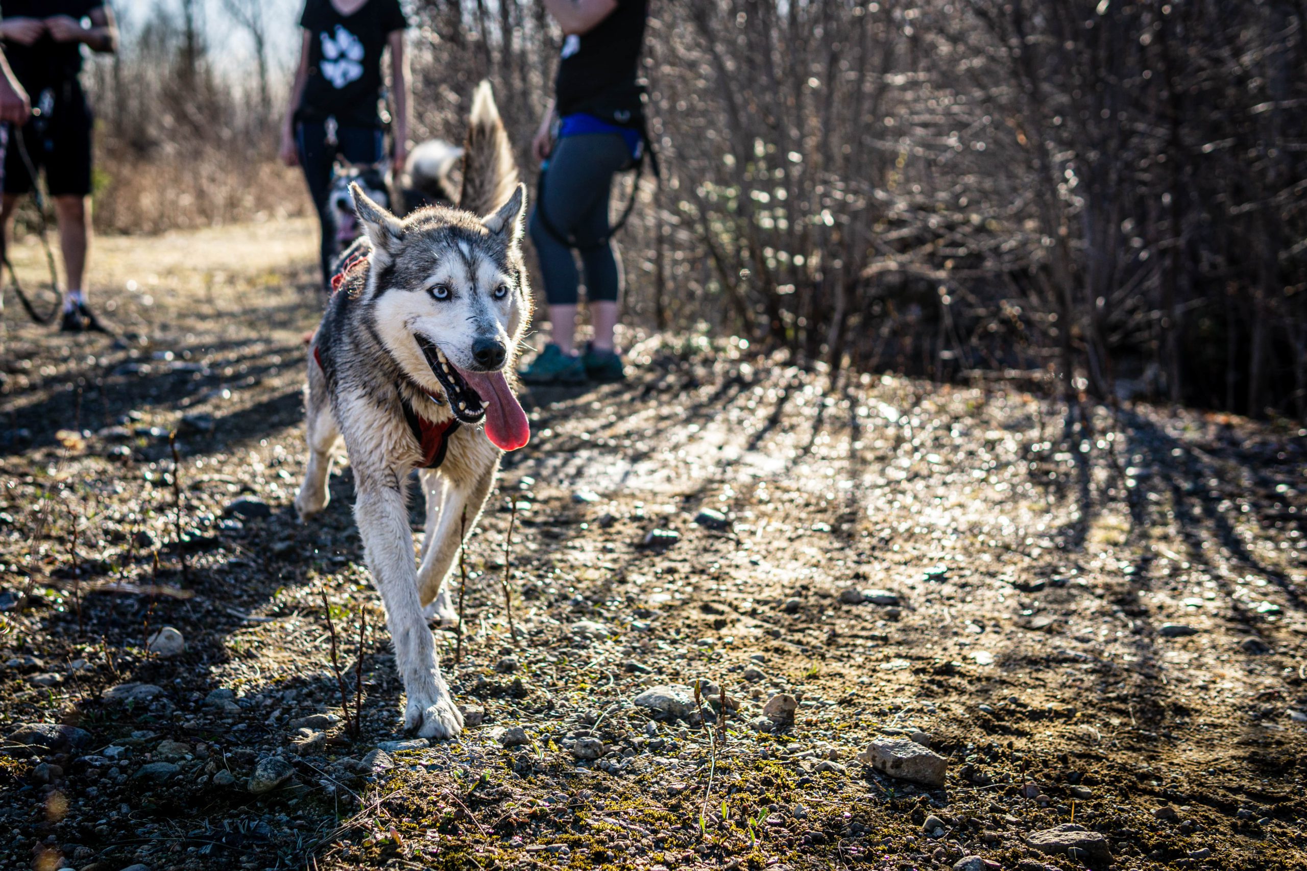 Chien-musher-14