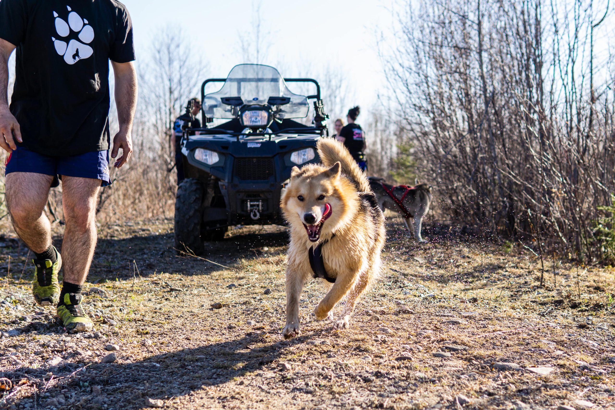 Chien-musher-7