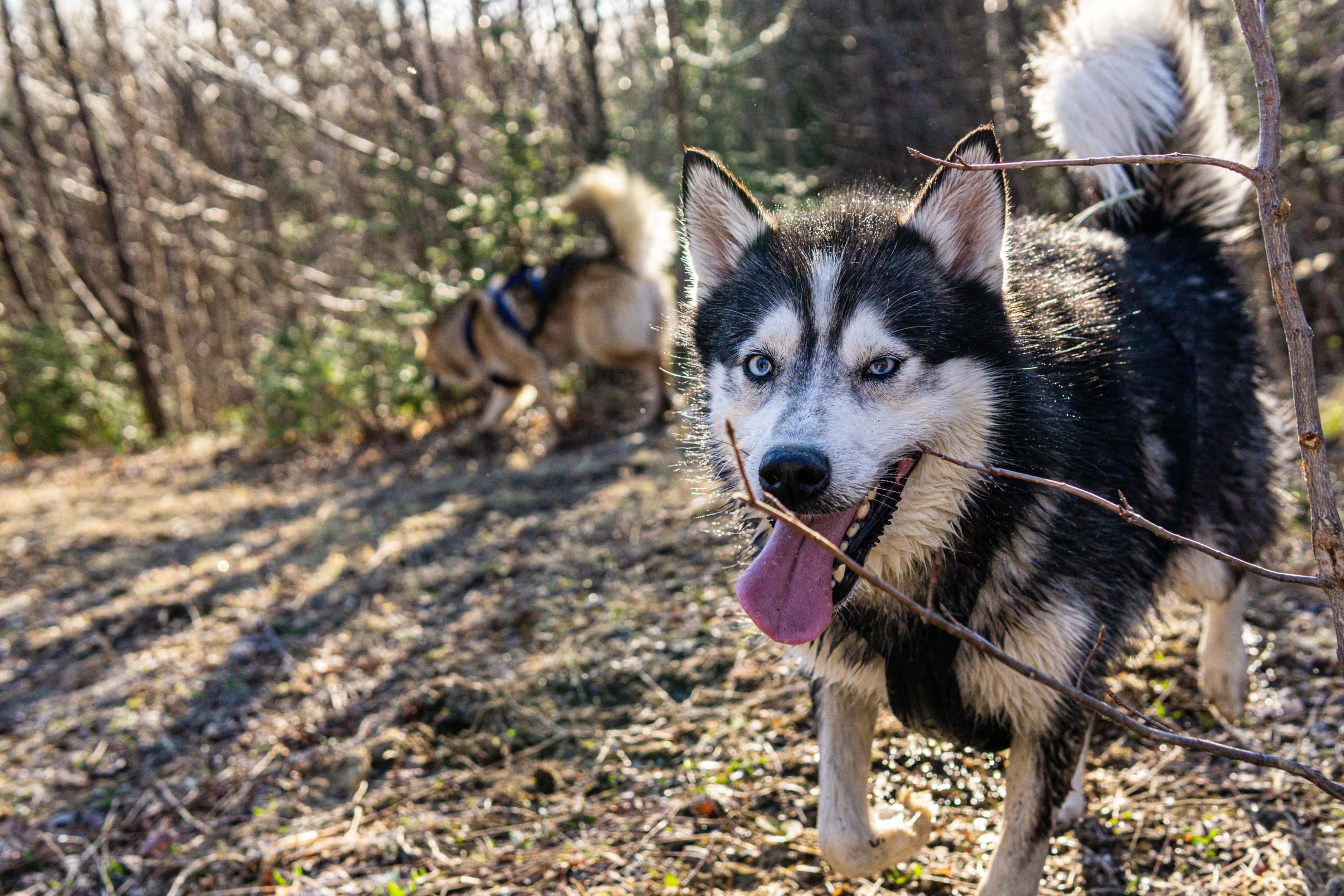 Chien-musher-17