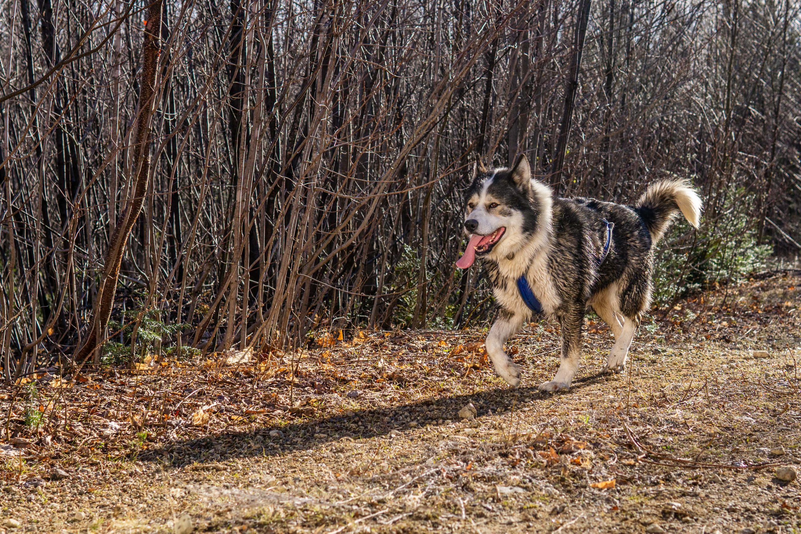 Chien-musher-9