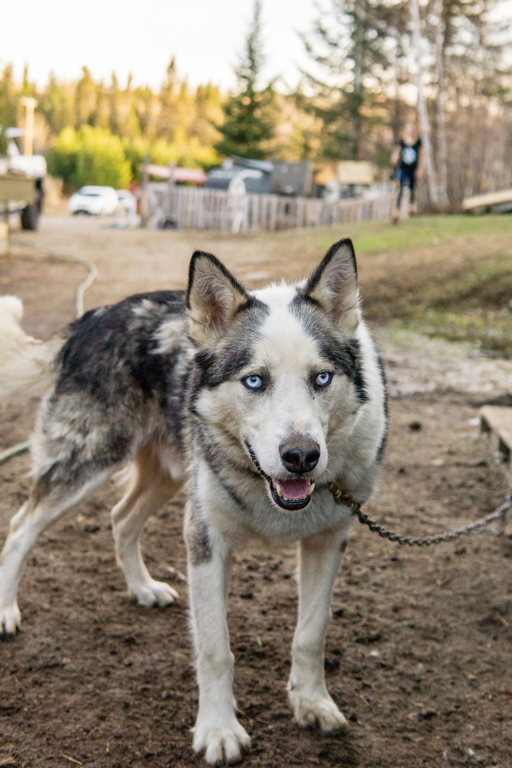 Chien-musher-2
